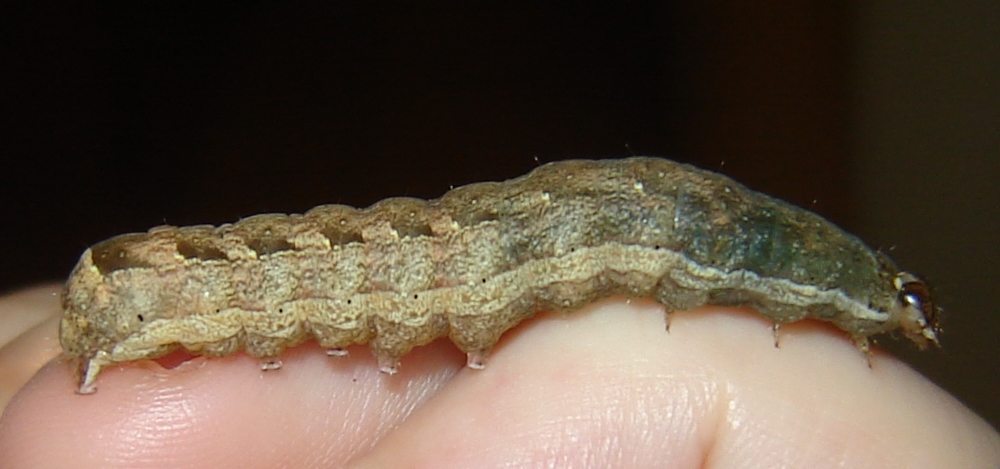 Identificazione bruchino!